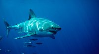 Great white shark swimming underwater.