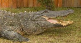 ‘Gatorland Global’ becomes a nonprofit with hopes to expand education, conservation efforts