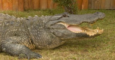‘Gatorland Global’ becomes a nonprofit with hopes to expand education, conservation efforts
