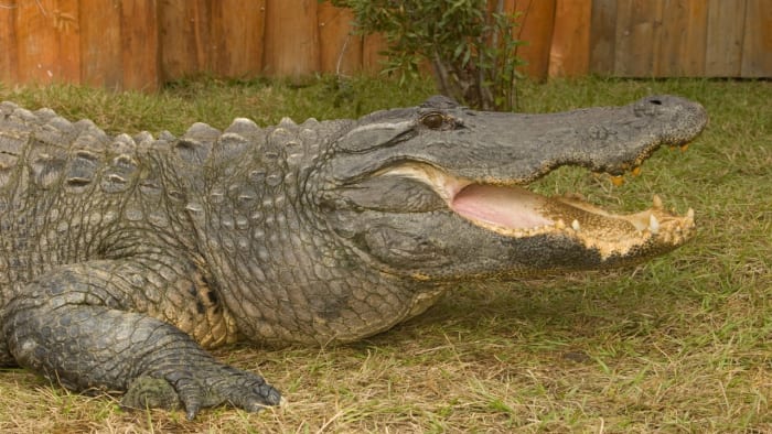 ‘Gatorland Global’ becomes a nonprofit with hopes to expand education, conservation efforts
