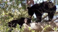 ‘Just for a trophy:’ Protesters rally against Florida’s proposed bear hunt