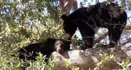 ‘Just for a trophy:’ Protesters rally against Florida’s proposed bear hunt