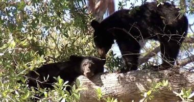 ‘Just for a trophy:’ Protesters rally against Florida’s proposed bear hunt