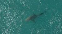 'It was still chasing her': 9-year-old girl attacked by shark while swimming at Florida beach