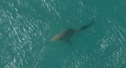 'It was still chasing her': 9-year-old girl attacked by shark while swimming at Florida beach