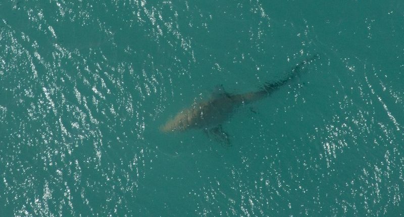 'It was still chasing her': 9-year-old girl attacked by shark while swimming at Florida beach