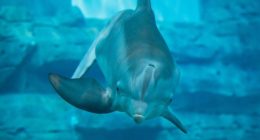 'Tales of Winter': New exhibit at Clearwater Marine Aquarium