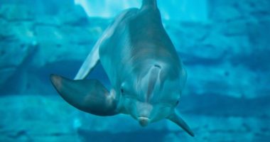 'Tales of Winter': New exhibit at Clearwater Marine Aquarium
