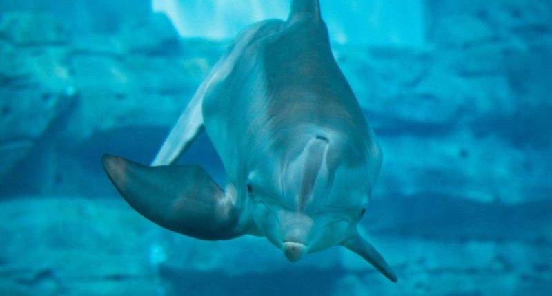 'Tales of Winter': New exhibit at Clearwater Marine Aquarium