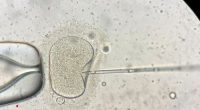 The fertility company who impregnated a Brisbane woman with the wrong embryo may face no formal penalty.