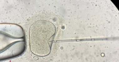 The fertility company who impregnated a Brisbane woman with the wrong embryo may face no formal penalty.