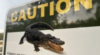 11-ft alligator swam off with woman in Polk County after 'death roll,' FWC report states