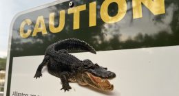 11-ft alligator swam off with woman in Polk County after 'death roll,' FWC report states