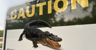 11-ft alligator swam off with woman in Polk County after 'death roll,' FWC report states