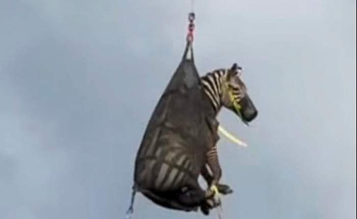 A runaway pet zebra has been captured in Tennessee