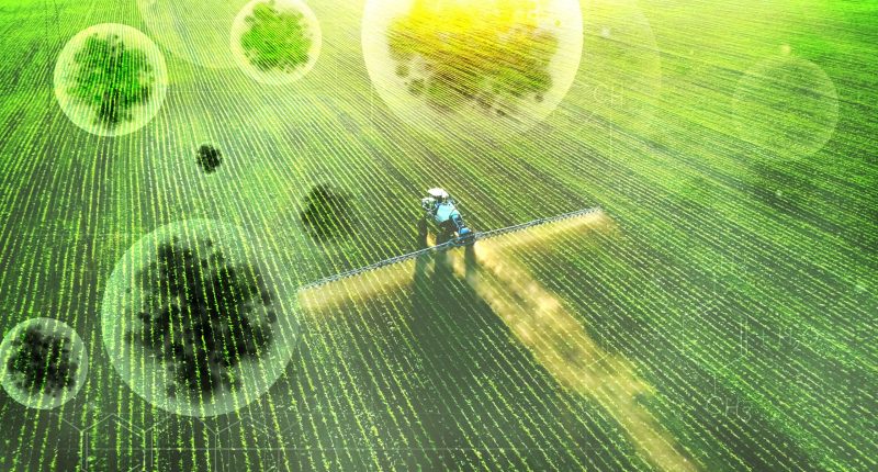 Agroterrorism Fungus Smuggling Threatens Food Security