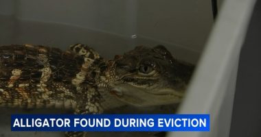 Alligator, husky dog left in Philadelphia, Pennsylvania home during eviction process