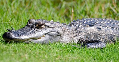 Alligator mauls woman canoeing as Florida urges vacationers to avoid disaster with safety tips