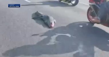 Alligator on I-4 causes motorcyclists to crash: 'I flipped over the handlebars'