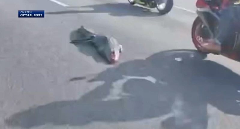 Alligator on I-4 causes motorcyclists to crash: 'I flipped over the handlebars'
