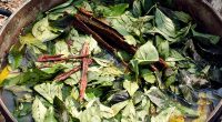 American tourist dies in shamanic ritual in Peru