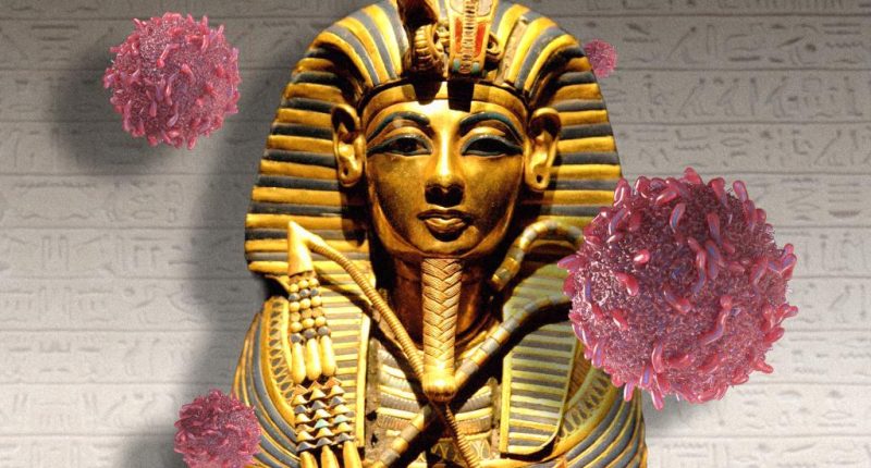 Ancient 'pharaoh's curse' could help fight cancer: study