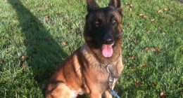 And Now for Some Good News: Dozens of Abused Belgian Malinois Freed, Sent to Happy Homes