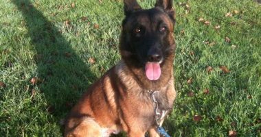 And Now for Some Good News: Dozens of Abused Belgian Malinois Freed, Sent to Happy Homes