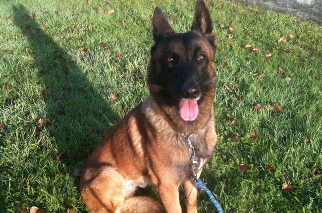 And Now for Some Good News: Dozens of Abused Belgian Malinois Freed, Sent to Happy Homes