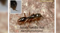 Ant species with deadly sting rises across 17 U.S. States including GA and SC