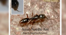 Ant species with deadly sting rises across 17 U.S. States including GA and SC