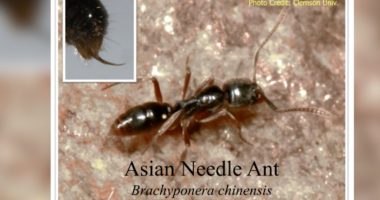 Ant species with deadly sting rises across 17 U.S. States including GA and SC