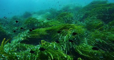 As the UN Ocean Conference opens in France, a push to turn promises into protection