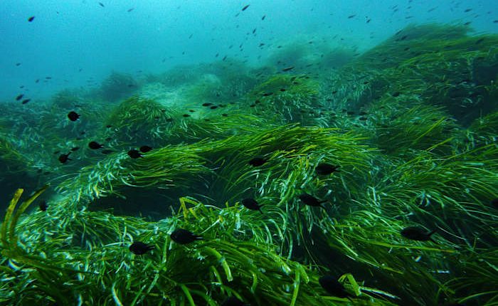 As the UN Ocean Conference opens in France, a push to turn promises into protection