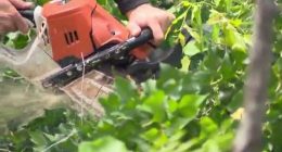 Augusta tree companies continue tree removal more than 8 months since Helene