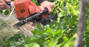 Augusta tree companies continue tree removal more than 8 months since Helene