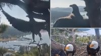 Baby eaglet launches first flight from Big Bear's internet famous eagle nest