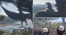 Baby eaglet launches first flight from Big Bear's internet famous eagle nest