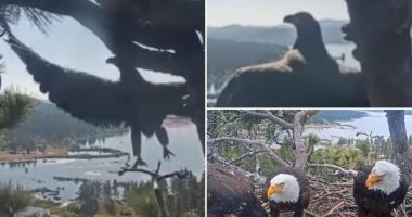 Baby eaglet launches first flight from Big Bear's internet famous eagle nest