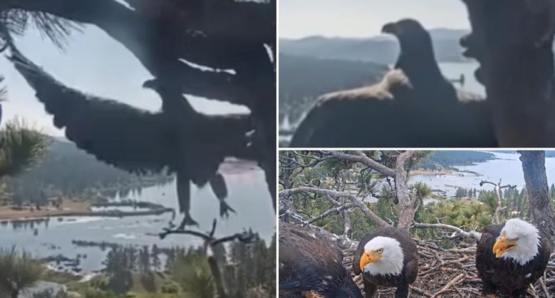 Baby eaglet launches first flight from Big Bear's internet famous eagle nest