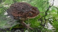 Bad Bunny videos featuring Puerto Rican crested toad helps Brookfield Zoo Chicago's conservation efforts, officials tell ABC7