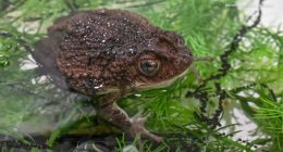 Bad Bunny videos featuring Puerto Rican crested toad helps Brookfield Zoo Chicago's conservation efforts, officials tell ABC7