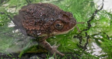Bad Bunny videos featuring Puerto Rican crested toad helps Brookfield Zoo Chicago's conservation efforts, officials tell ABC7