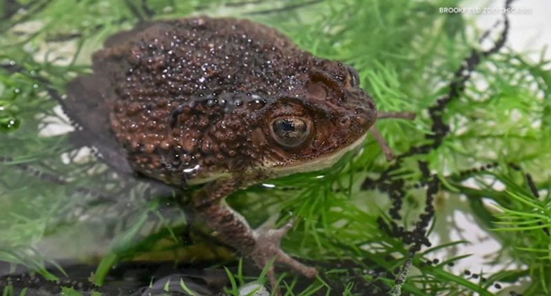 Bad Bunny videos featuring Puerto Rican crested toad helps Brookfield Zoo Chicago's conservation efforts, officials tell ABC7