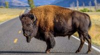 Bison gores man in Yellowstone after visitors get too close