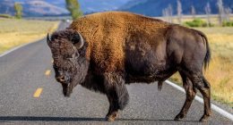 Bison gores man in Yellowstone after visitors get too close