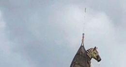 A zebra being airlifted by helicopter.