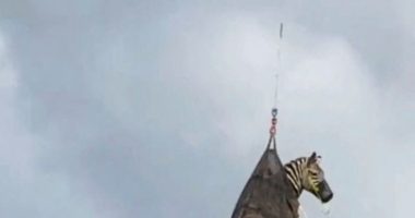 A zebra being airlifted by helicopter.