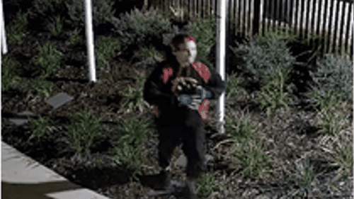 Boogie burglar dances like nobody's watching before break-in