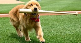 Bruce the bat dog delights at Nationals Park in MLB debut